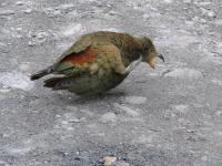 Albums/20060200-New Zealand 2006/20060207-South to Fox/15